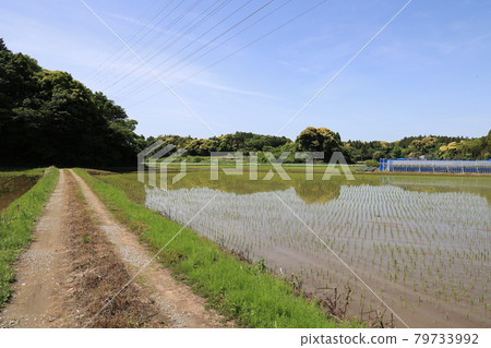 Idyllic scenery 79733992