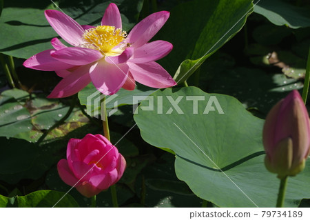 Two thousand years Lotus 79734189