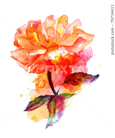 Watercolor vibrant rose drawing on a white background Watercolor vibrant rose drawing on a white background 79734411