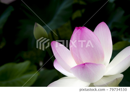 Elegantly blooming lotus flowers 79734530