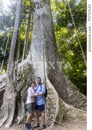 Tourists posing with big trunk tualang tree with huge roots at Taman Negara National Park, Pahang Tourists posing with big trunk tualang tree with huge roots at Taman Negara National Park, Pahang 79734543
