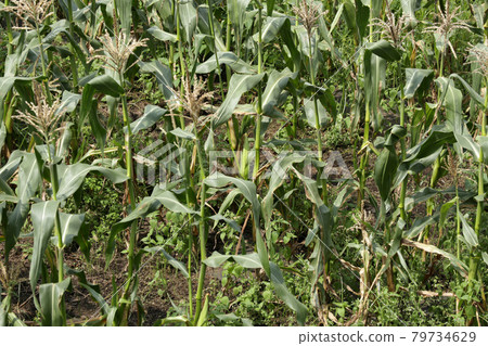 玉米地[七月初] 79734629