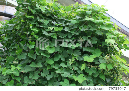 覆蓋樹木的葛 79735047
