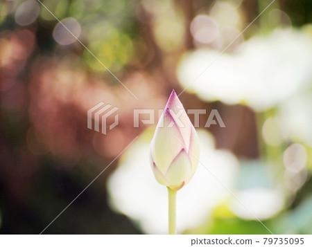 Lotus flower Lotus 79735095