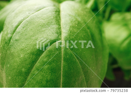 Macro photo of micro green sprouts leaves 79735238