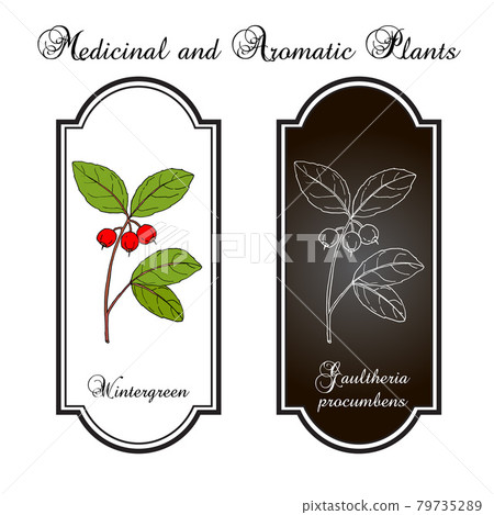 Eastern teaberry or checkerberry, or boxberry, or American wintergreen - gaultheria procumbens - medicinal plant Eastern teaberry or checkerberry, or boxberry, or American wintergreen - gaultheria procumbens - medicinal plant 79735289