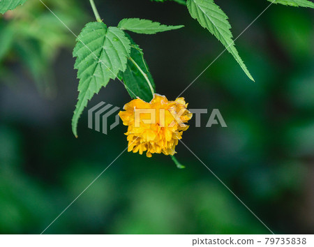 像煙花一樣可愛 79735838