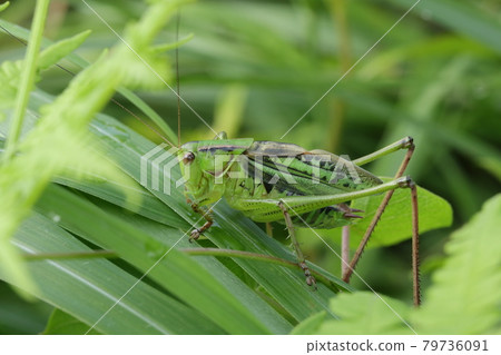 黃蚱hopper（雄） 79736091