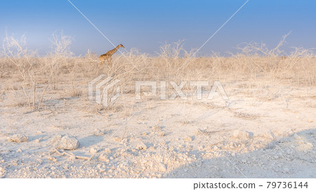 Giraffe walking in the Etosha National Park in Namibia, Africa.  79736144