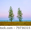 Pine trees on beach in twilight time.This is photo shot by Film and Grain filter effect. 79736315