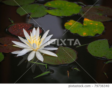 白浪百合花 79736340