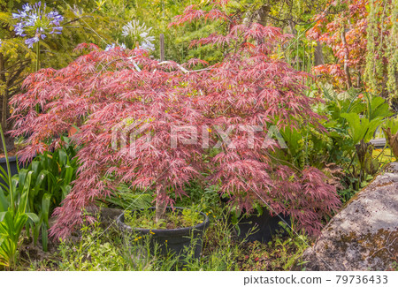 Acer palmatum Dissectum garnet in a pot outdoors 79736433