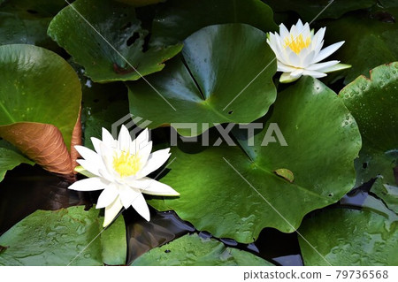 White water lily flower White water lily flower 79736568