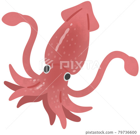 魷魚 魷魚 79736600
