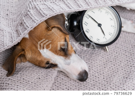 Dog jack russell terrier sleeps in an embrace with an alarm clock under a gray blanket. 79736629