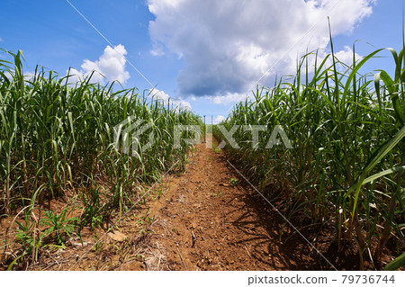 收割前的甘蔗田 79736744