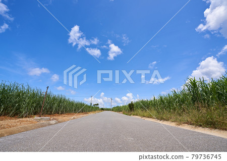 Sugar cane field just before harvest taken in Yomitan Village Sugar cane field just before harvest taken in Yomitan Village 79736745