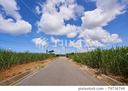 Sugar cane field just before harvest taken in Yomitan Village 79736748