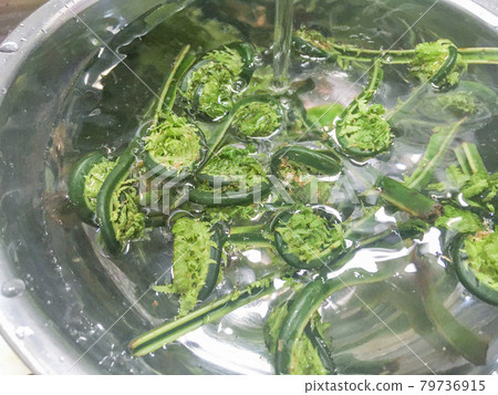 Spring taste, edible wild plants "kogomi" Spring taste, edible wild plants "kogomi" 79736915