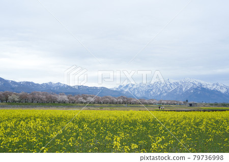 A field of rape blossoms spreads against the backdrop of the Tateyama mountain range with residual snow 79736998