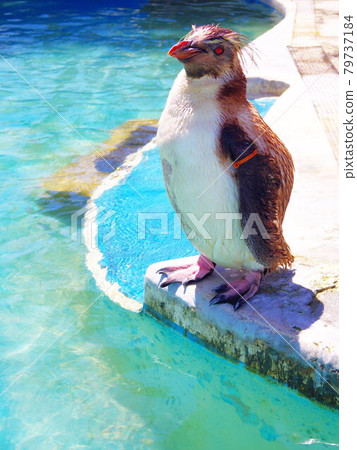 [Miura] Rockhopper penguin in midsummer 79737184