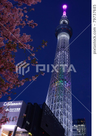 Tokyo Sky Tree and cherry blossoms at night ③ Tokyo Sky Tree and cherry blossoms at night ③ 79737685