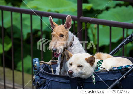 Two pet dogs, Jack Russell Terrier and Shiba Inu, taking a walk in the park on a carry Two pet dogs, Jack Russell Terrier and Shiba Inu, taking a walk in the park on a carry 79737732
