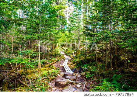 Northern Alps Chogatake / Mountain Trail Northern Alps Chogatake / Mountain Trail 79737984