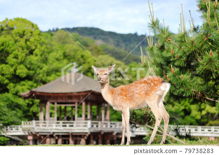 奈良公園的鹿 / 浮見堂 79738283