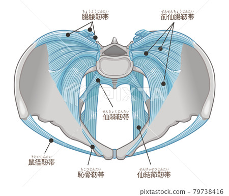 Illustration of ligaments with pelvis viewed from directly above (with text) 79738416