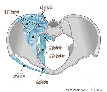 Illustration of ligaments with pelvis viewed from directly above (with text) 79738420