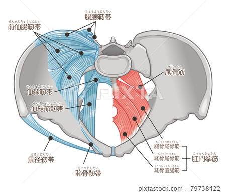 從骨盆正上方看到的韌帶和肌肉的插圖（帶文字） 79738422