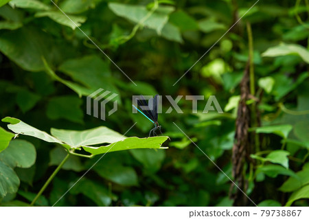 Hagorotorbo Hagorotorbo 79738867