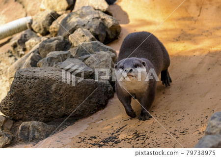 Small-clawed otter (Otter) 79738975