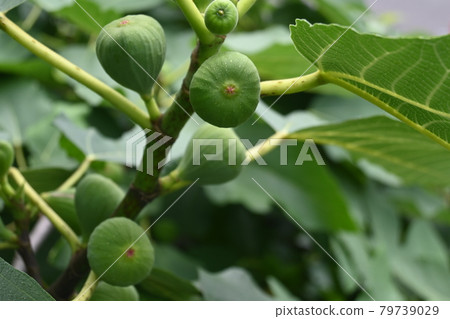 成熟前的無花果樹及其果實 成熟前的無花果樹及其果實 79739029