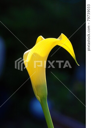 黃色花 黃色花 79739033