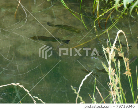 Black bass and crucian carp 79739340