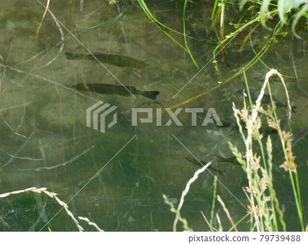 黑鱸和鯽魚 黑鱸和鯽魚 79739488