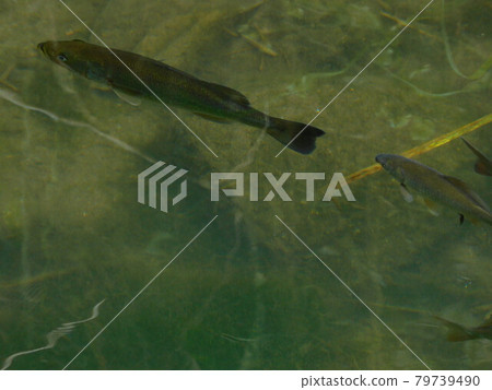 Black bass and crucian carp 79739490