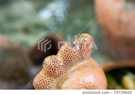 Small snail on the ceramic, focus selective. Small snail on the ceramic, focus selective. 79739600