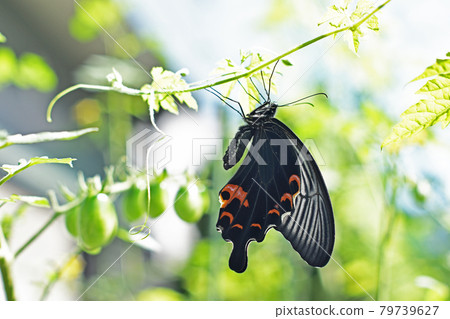 亮片在菜園裡休息它的羽毛 亮片在菜園裡休息它的羽毛 79739627