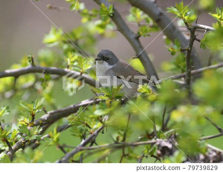 Spring guest 79739829