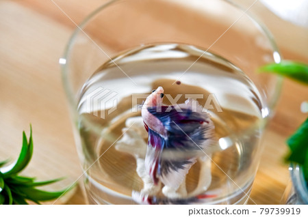 Betta eating food Betta eating food 79739919
