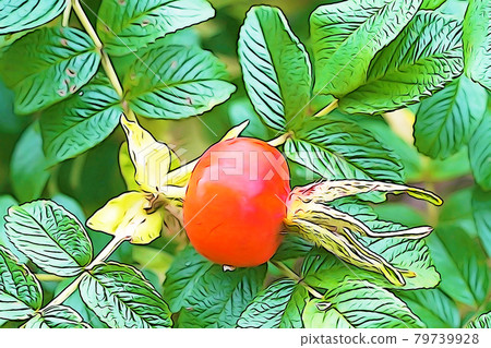 Pastel-like "red-ripe rosehip" illustration image 79739928