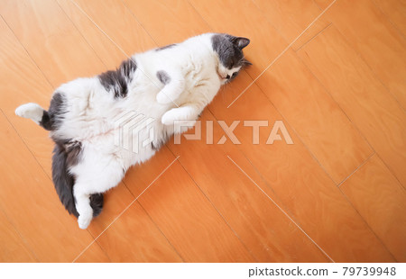 Cute navel pose of a cat rumbling on the floor 79739948