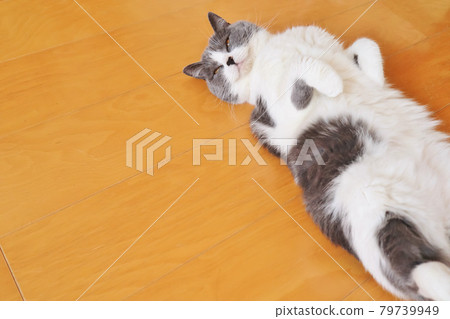 Hachiware cat sleeping comfortably in the navel heaven 79739949