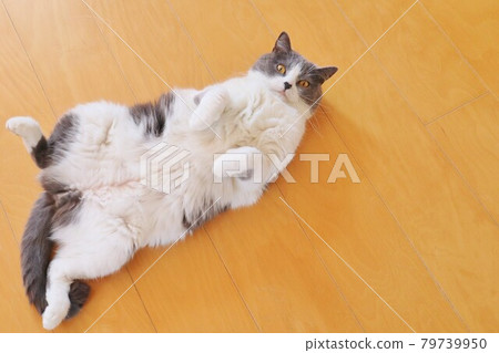 A cute British shorthair bee cat that is rumbling and spoiling 79739950