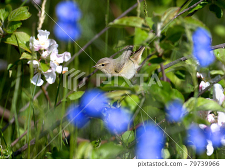 common chiffchaff (Phylloscopus collybita) and flowering apple tree 79739966