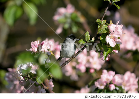 Male Eurasian blackcap (Sylvia atricapilla) close-up portrait 79739970