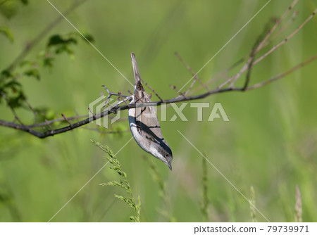 The lesser whitethroat (Curruca curruca) close-up portraits 79739971